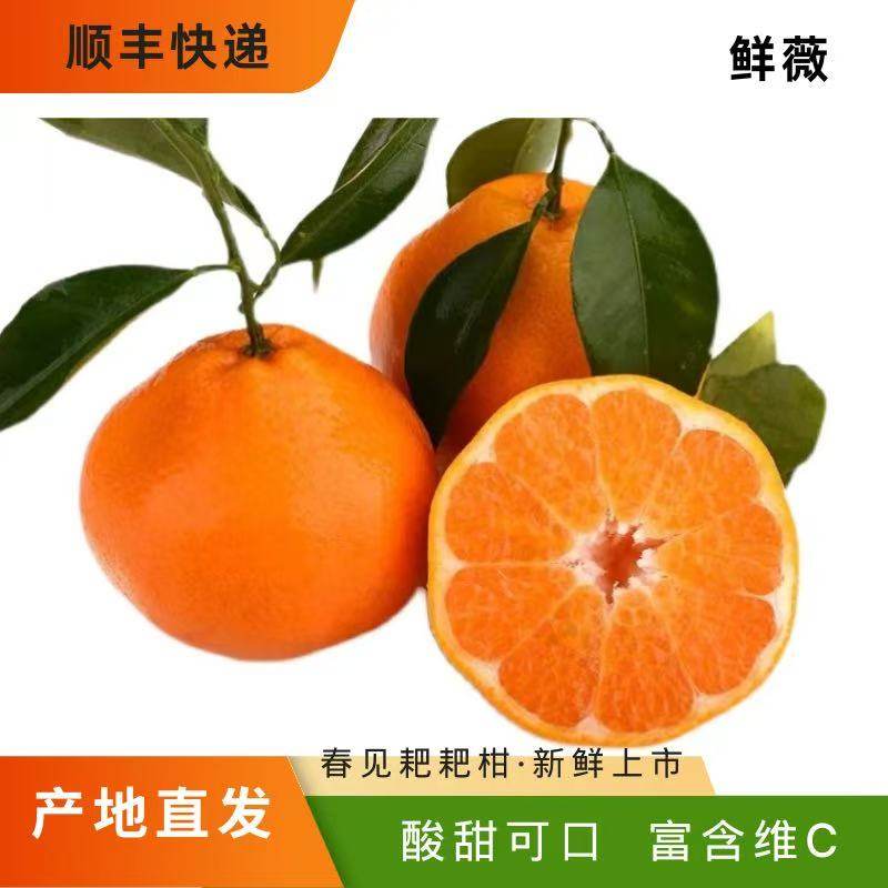 【顺丰快递】四川春见耙耙柑新鲜应季水果当季橘子桔子水果酸甜,水产肉类/新鲜蔬果/熟食,桔子,淘宝优惠券,粉丝福利购,淘宝优惠卷