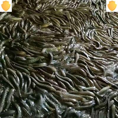 热带鱼凶猛肉食价格 热带鱼凶猛肉食图片 星期三 热带鱼凶猛肉食价格 热带鱼凶猛肉食图片 星期三