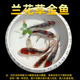 水墨兰花金鱼淡水鲫鱼好养冷水耐活兰花草花色锦鲤观赏鱼易活鱼苗