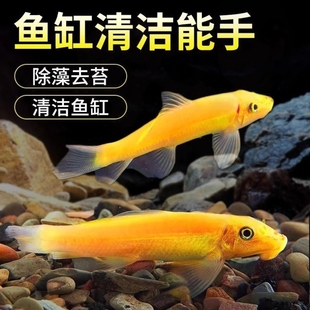 金苔鼠鱼青苔鼠吃藻除苔工具鱼观赏热带鱼宠物水族活体热带鱼除藻