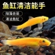 金苔鼠鱼青苔鼠吃藻除苔工具鱼观赏热带鱼宠物水族活体热带鱼除藻