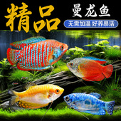 曼龙鱼热带观赏鱼黄曼龙蓝曼龙五彩血珍珠马甲球活体小型淡水鱼