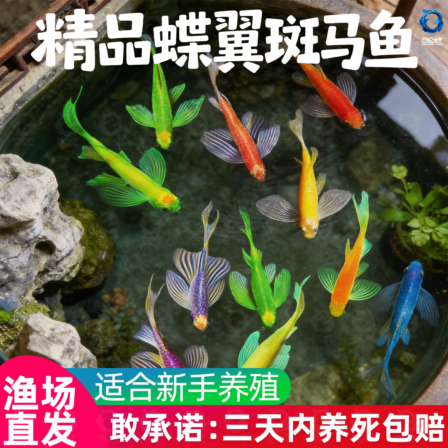 蝶翼斑马鱼长尾长鳍大帆翡翠绿观赏鱼龙凤冷水小型淡水好养小活鱼
