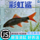 彩虹鲨清道夫鱼金苔鼠鱼缸清洁鱼除藻工具鱼热带观赏鱼除藻活体