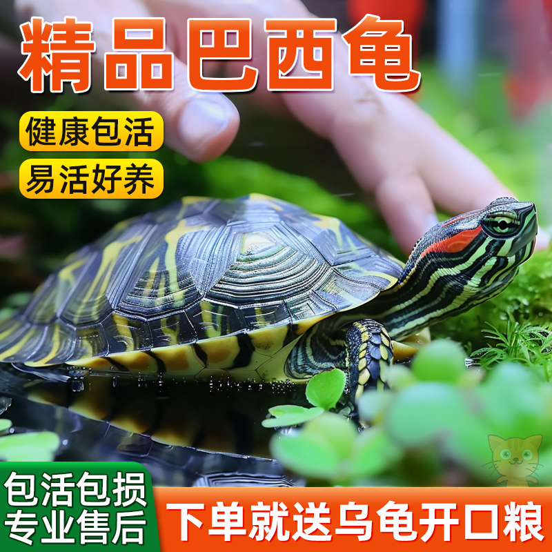 乌龟巴西龟红耳乌龟宠物龟大小乌龟一对情侣龟家养龟好养耐活