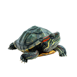 乌龟活物大巴西龟小长寿观赏宠物龟黄金巴西龟绿色情侣红耳龟