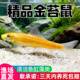 清道夫鱼金苔鼠鱼缸清洁鱼除藻工具鱼热带观赏鱼除藻黄金螺活体