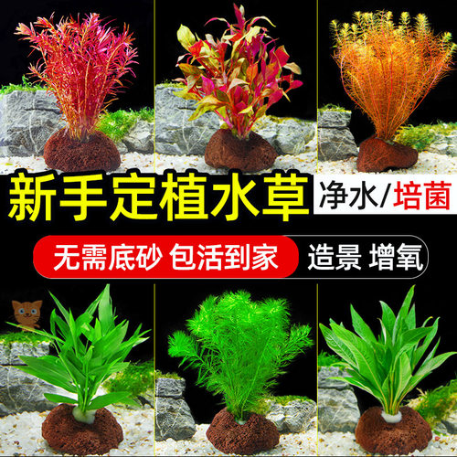 鱼缸水草植物造景火山石真阴性绿