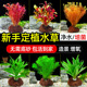 鱼缸水草植物真草造景阴性水榕蜈蚣绿菊冒泡净水培菌新手装 饰套餐