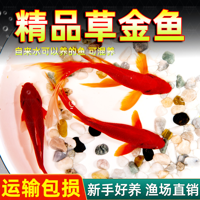 冷水观赏鱼淡活草金苗体小龙饲料