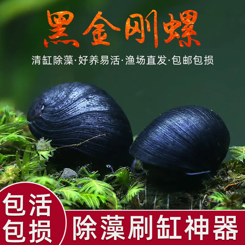 观赏除藻螺杀手斑马黑金刚