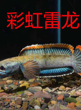南鳢雷龙鱼观赏鱼冷水鱼红尾龙鱼凶猛七彩雷龙淡水活体彩虹雷龙鱼