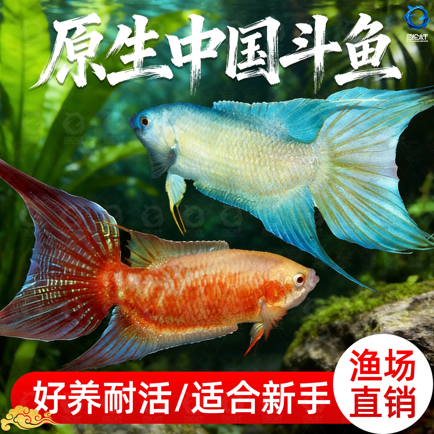 中国斗鱼活体活鱼冷水淡水鱼苗观赏鱼小鱼新手耐活好养不打氧巨普,宠物/宠物食品及用品,蟹,淘宝优惠券,粉丝福利购,淘宝优惠卷