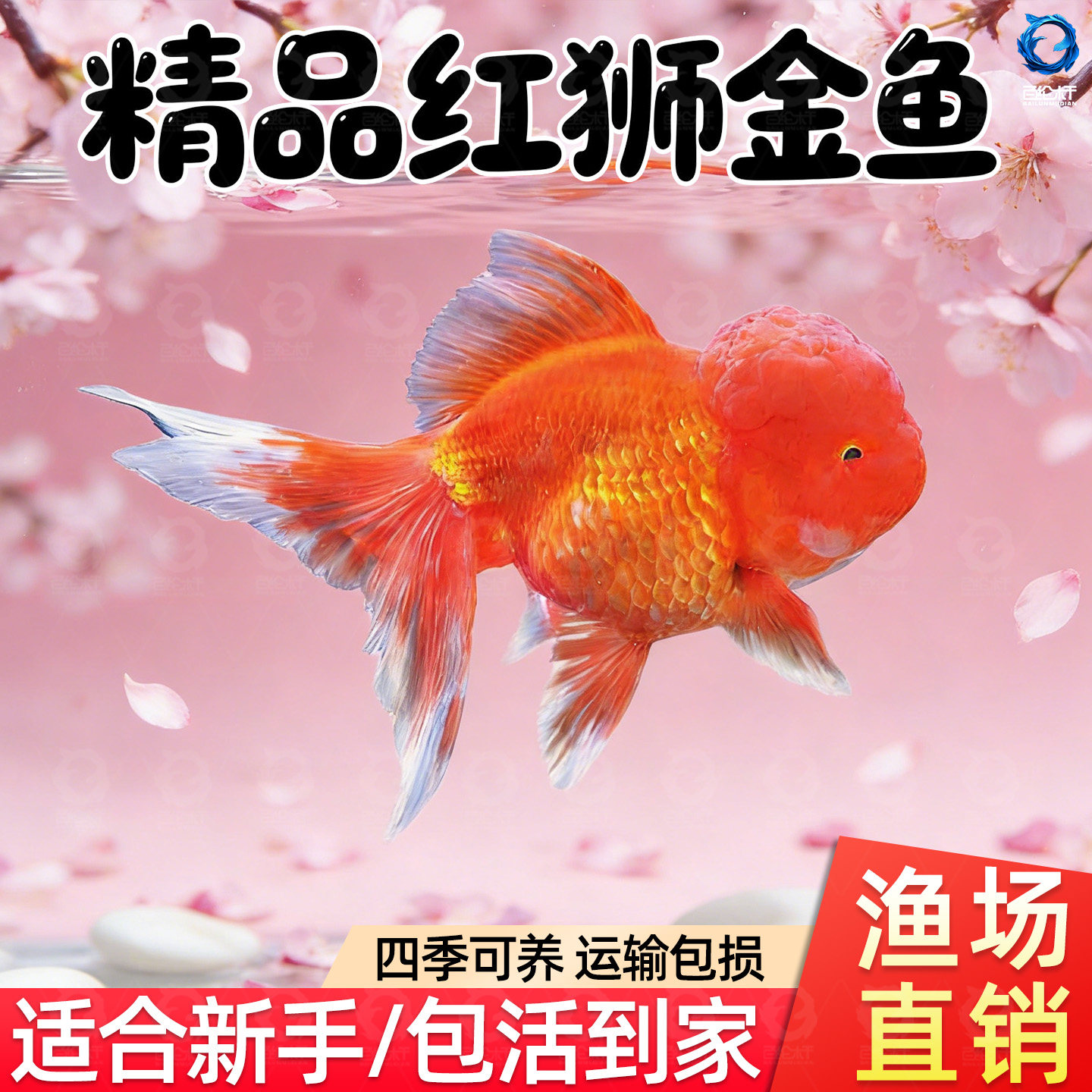 红狮金鱼国师鱼冷水鱼小金鱼活鱼淡水锦鲤观赏鱼好养耐活鱼不加温,宠物/宠物食品及用品,鱼,淘宝优惠券,粉丝福利购,淘宝优惠卷
