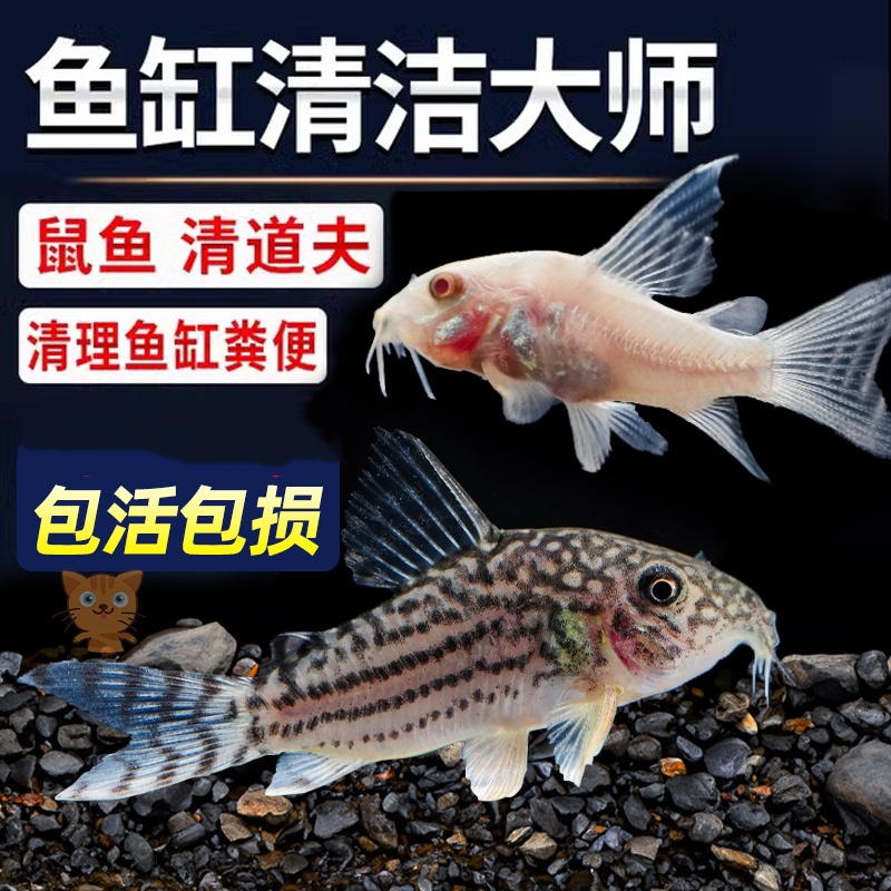 金苔鼠清洁鱼缸工具除藻吃粪便垃