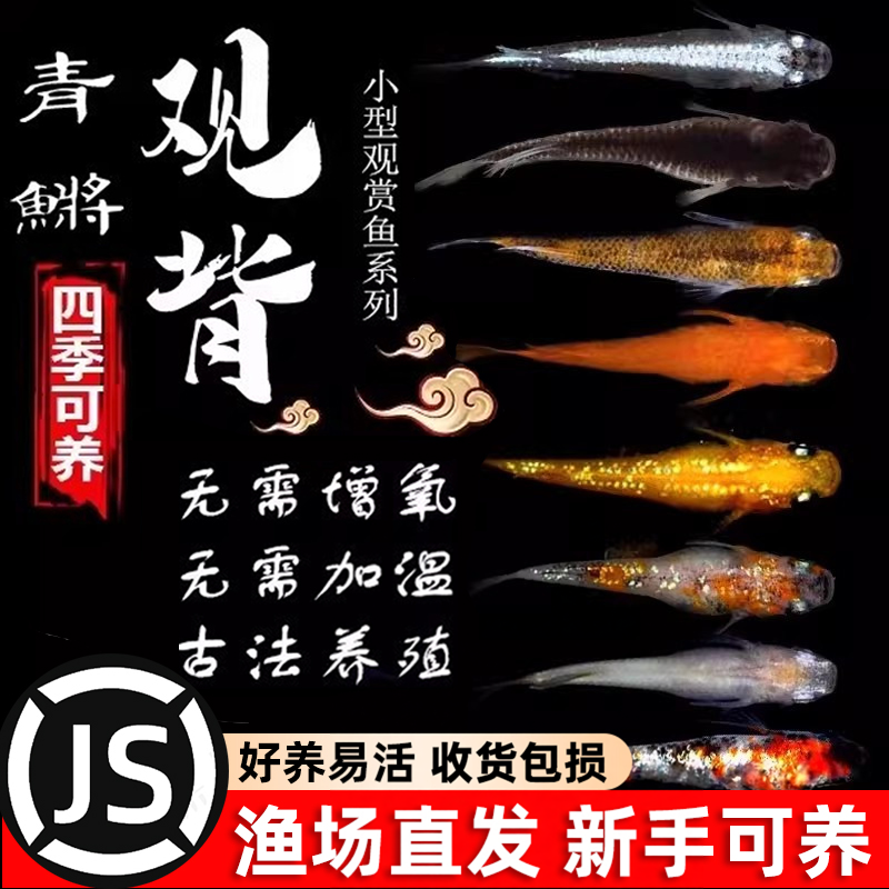 观背青鳉观赏鱼魔法鱼冷水鱼小型锦鲤淡水鱼不打氧好养活体包邮损