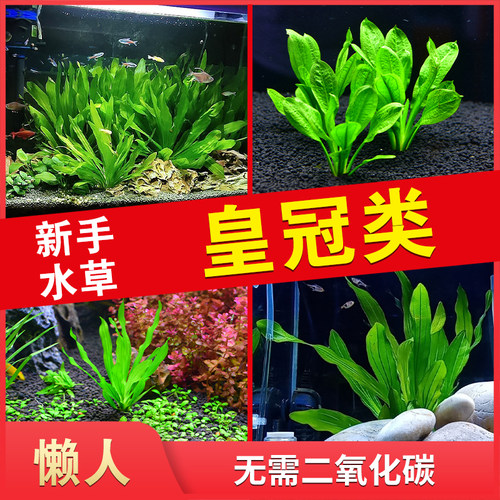 鱼草缸水草淡水价格 鱼草缸水草淡水图片 星期三