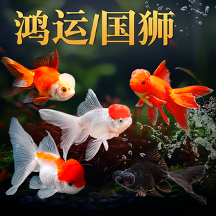 红狮金鱼国师鱼冷水鱼小金鱼活鱼淡水锦鲤观赏鱼好养耐活鱼不加温