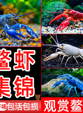 鳌虾观赏虾淡水冷水族耐活体宠物红白蓝色小龙虾火山原生天空蓝魔