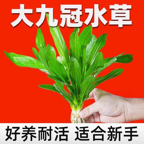 凯希慕大叶绿九冠鱼缸水草植物