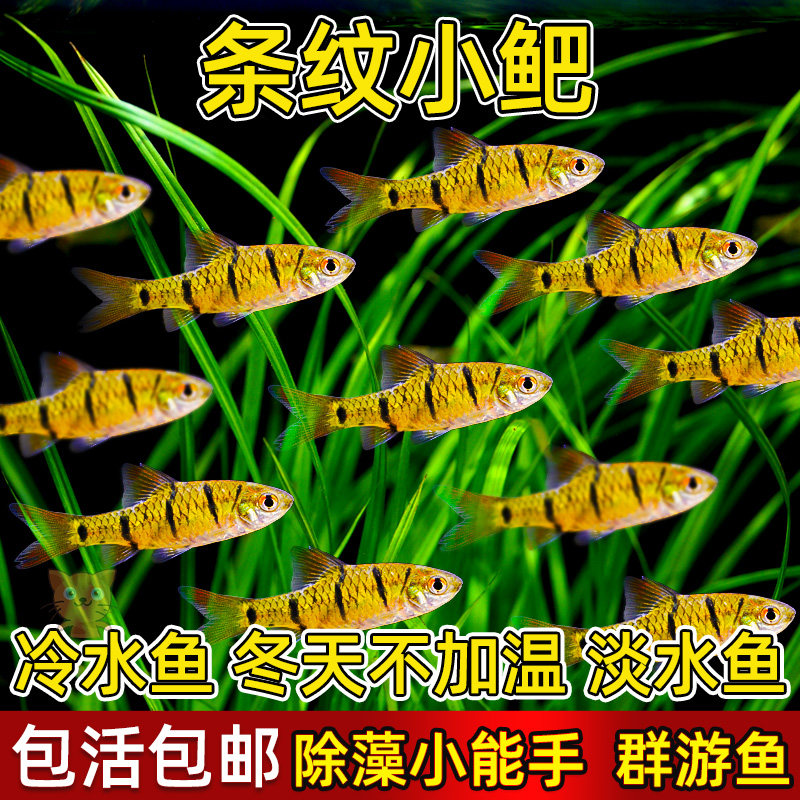 中国斗鱼伴侣条纹小鲃活体二须鲃耐寒冷水原生鱼溪流鱼群游观赏鱼