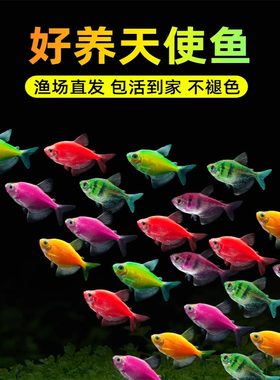 天使鱼观赏鱼金鱼活鱼小型斑马鱼淡水鱼热带鱼好养耐活七彩鱼群游