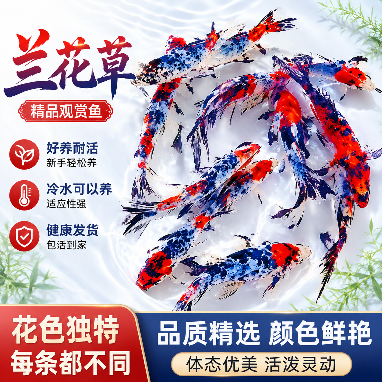 兰花草金好养耐活观赏鱼花色草金鱼活体鱼苗冷水淡水鱼可混养锦鲫