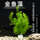 无需水草泥金鱼藻鱼缸造景真水草懒人淡水增氧耐养耐低温净化水质