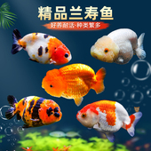 兰寿金鱼泰狮活鱼淡水锦鲤观赏鱼纯种国粹泰狮小金鱼活鱼好养耐活