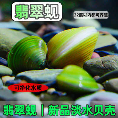 专吃鱼缸河蚌观赏吃鱼粪便