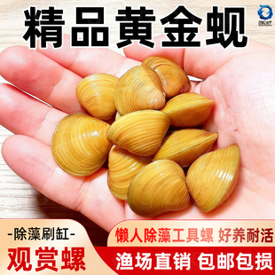 黄金小河蚌净水河蚬清理鱼缸净化水质鳑鲏繁殖观赏螺专吃鱼屎粪便