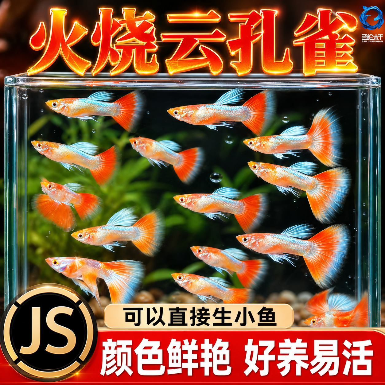 火烧云孔雀鱼小型鱼缸热带鱼凤尾鱼精品纯种淡水好养耐活胎生鱼苗
