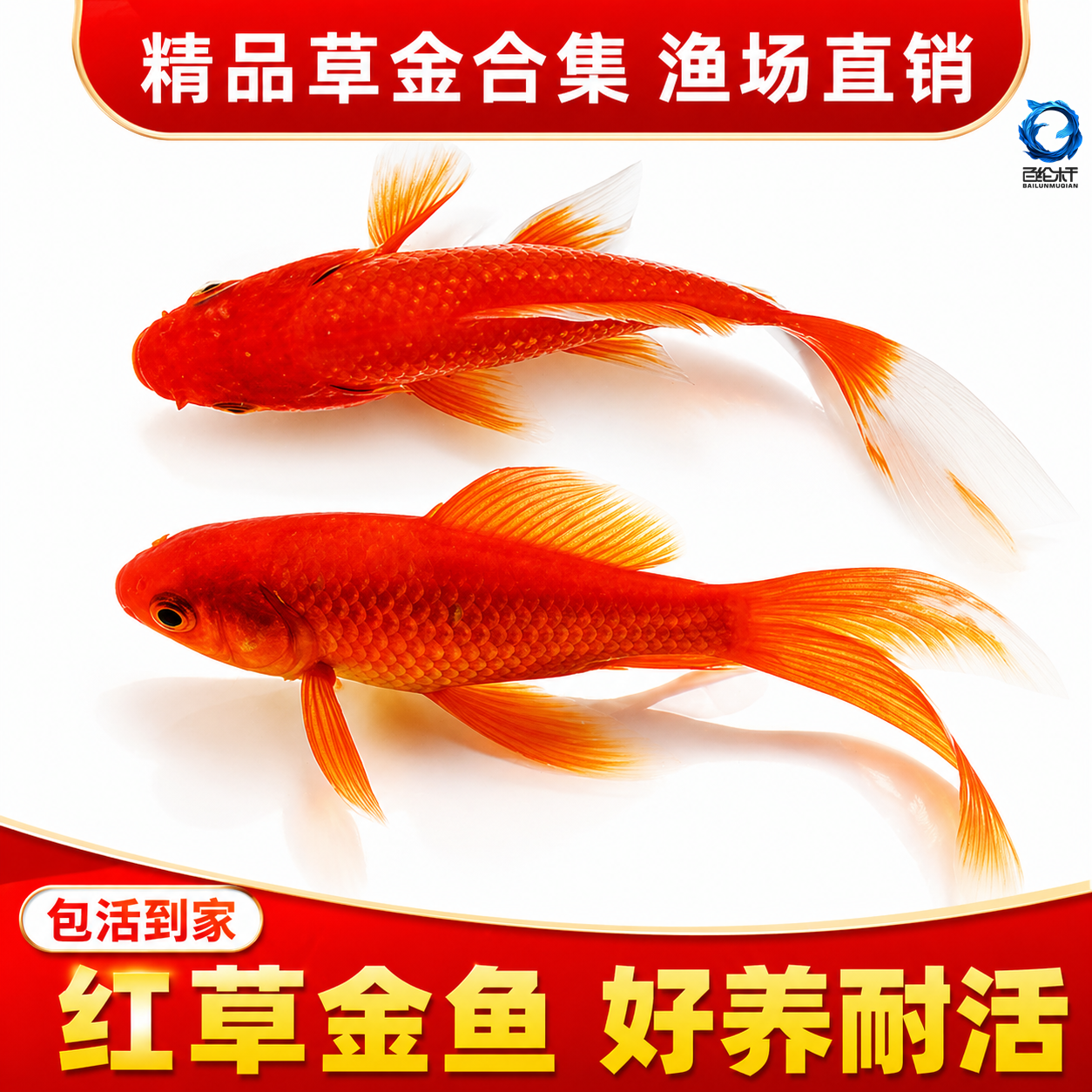 红草金鱼好养耐活长尾大红草观赏鱼锦鲤活体冷水鱼淡水鱼锦鲫红草
