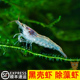 顺丰大号黑壳虾鱼缸除藻冷水工具虾草缸观赏虾鲜活宠物活体饲料虾