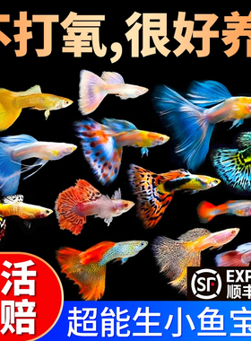 孔雀鱼活鱼观赏鱼纯种小型热带鱼活体淡水好养耐活鱼苗观赏鱼小鱼