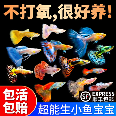 孔雀鱼活鱼观赏鱼纯种小型热带鱼活体淡水好养耐活鱼苗观赏鱼小鱼