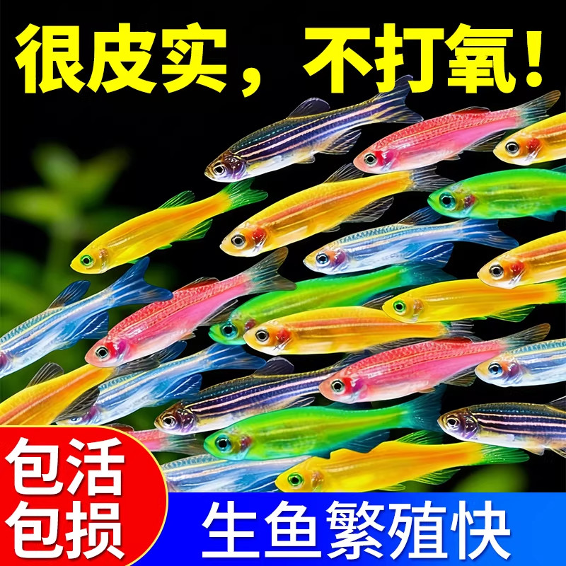 小型斑马鱼热带鱼观赏活鱼好养耐活淡水鱼苗天使鱼孔雀鱼群游鱼