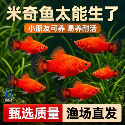 米奇鱼 月光鱼 胎生鱼 小型鱼 观赏鱼 新手推荐 好养活新手鱼包邮