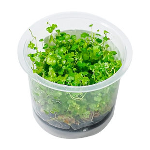 鱼缸水草植物真水草新手懒人造景无菌杯牛毛爬地矮珍珠阴性前景草