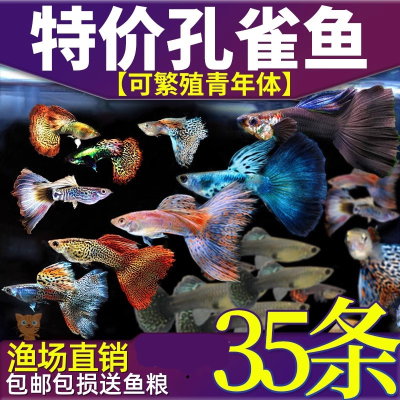 孔雀热带观赏鱼苗淡水冷小型好养