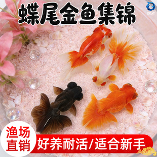 龙睛金鱼冷水观赏鱼大眼黑金鱼苗墨龙睛鱼好养耐活蝶尾金鱼活鱼