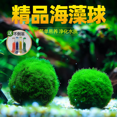 水族箱鱼缸造景观赏活体绿藻球