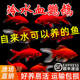 冷水鹦鹉鱼淡水鱼缸小金鱼锦鲫好养耐活观赏鱼活鱼小鱼苗鱼池混养