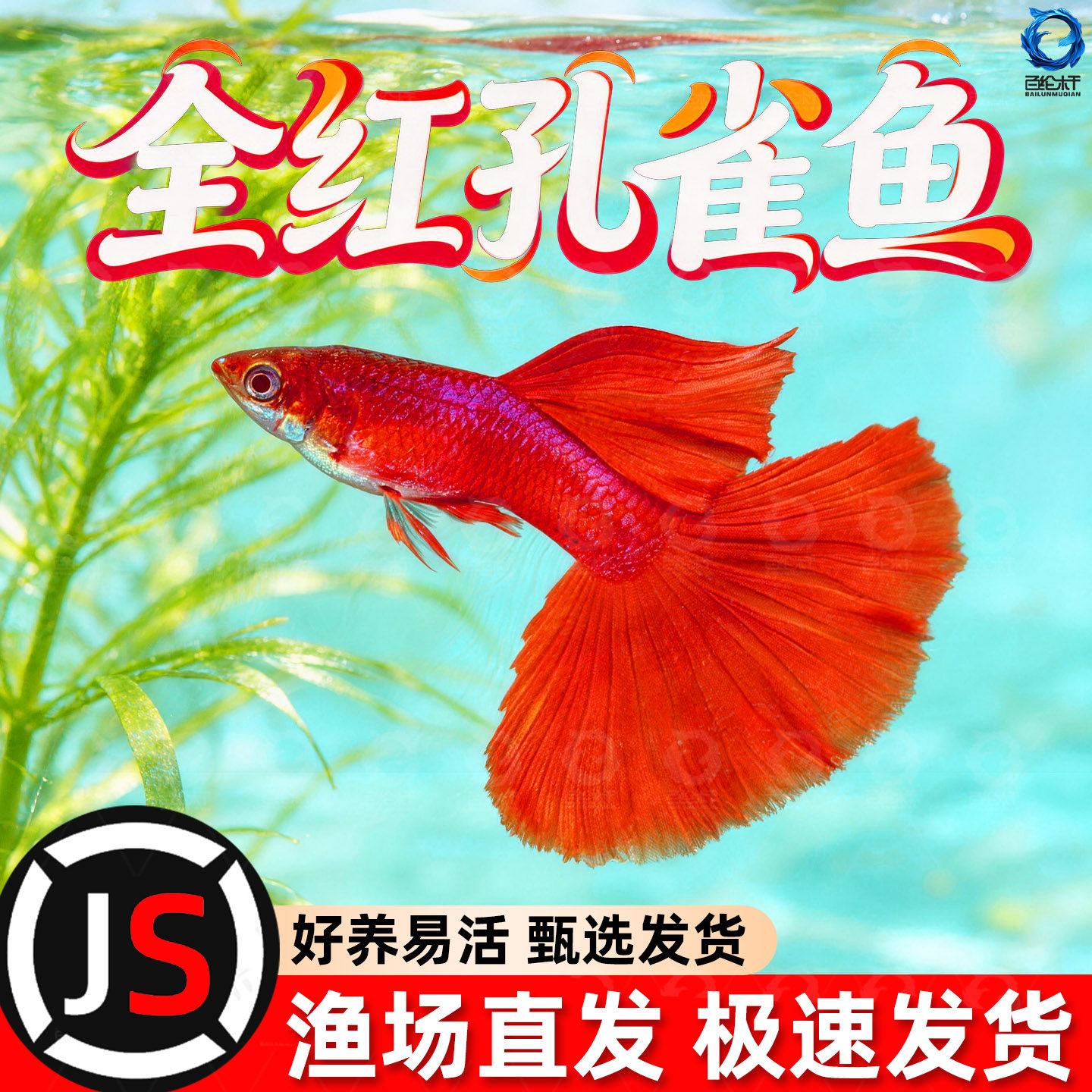 美国全红孔雀鱼观赏鱼小型纯种淡水热带鱼斑马鱼凤尾鱼胎生易繁殖
