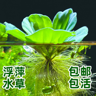 龟缸鱼缸造景植物水培新手套餐懒人前中后景阴性浮萍水草水芙蓉