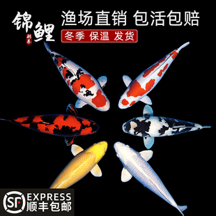 锦鲤鱼观赏鱼纯种红白三色冷水淡水小型好养耐活金鱼草金活鱼