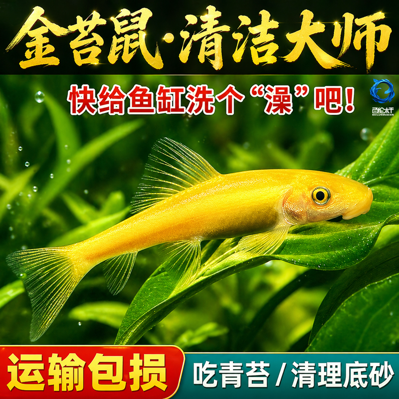 清道夫鱼金苔鼠鱼缸清洁鱼除藻工具鱼热带观赏鱼除藻黄金螺活体