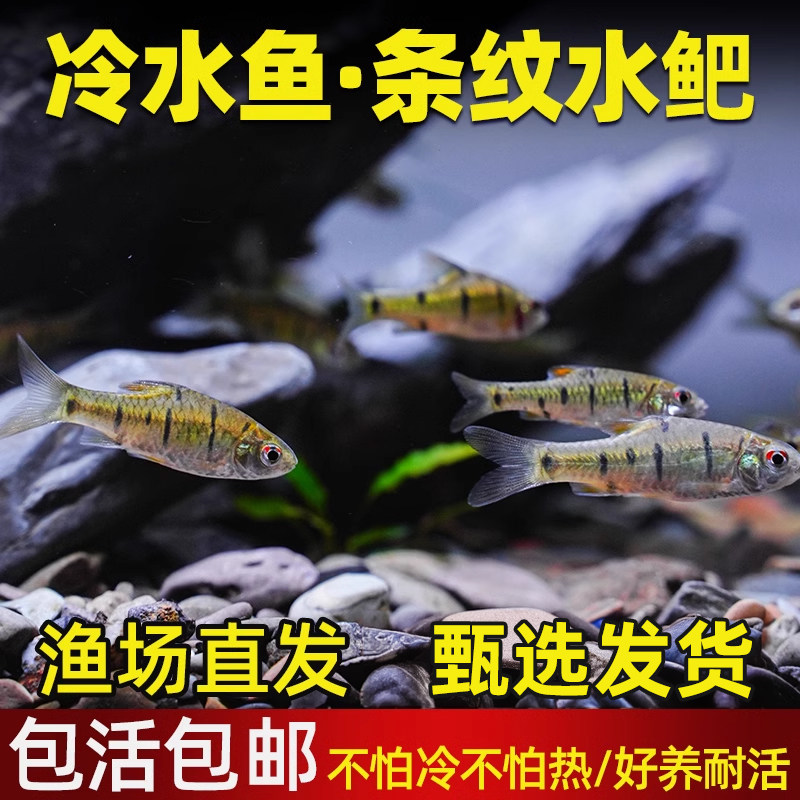 中国斗鱼伴侣原生条纹小鲃群游观赏鱼冷水鱼缸清洁工淡水观赏鱼