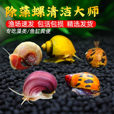 观赏螺淡水苹果螺鱼缸除藻工具吃