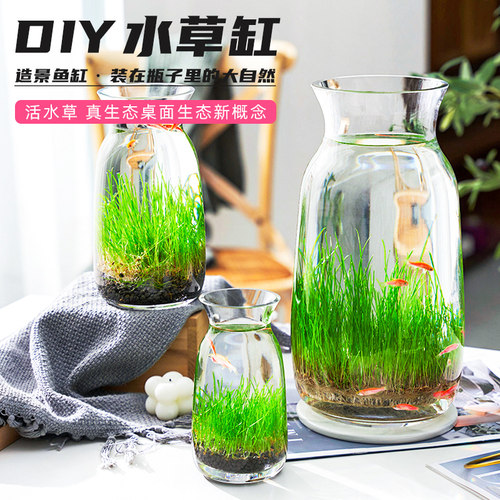 玻璃瓶种植物价格 多少钱 玻璃瓶种植物价格 多少钱